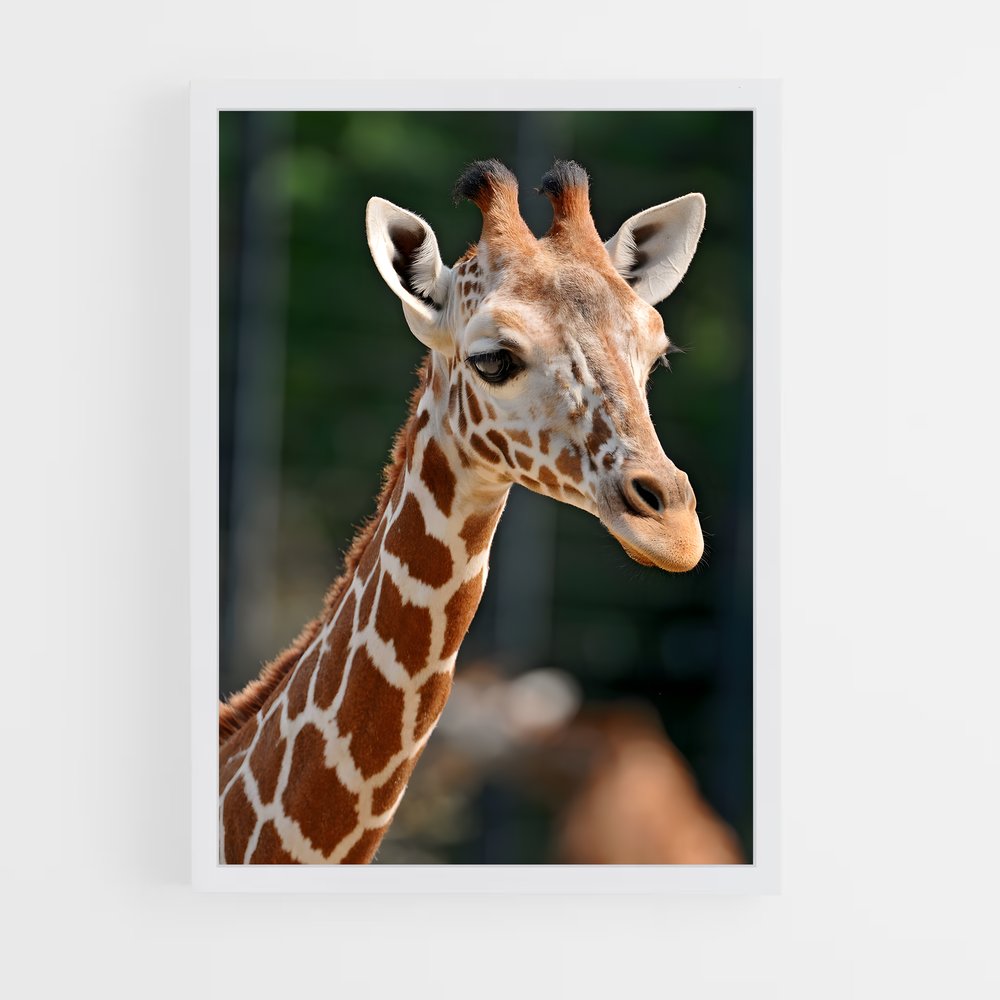ap-giraffe-4 cadre Blanc