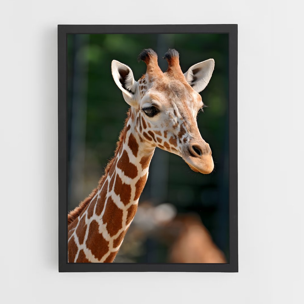 ap-giraffe-4 cadre Noir