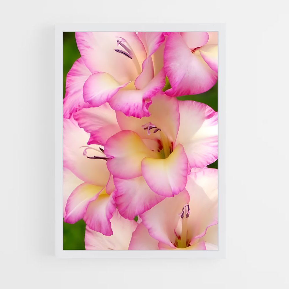 ap-gladiolus-13 cadre Blanc