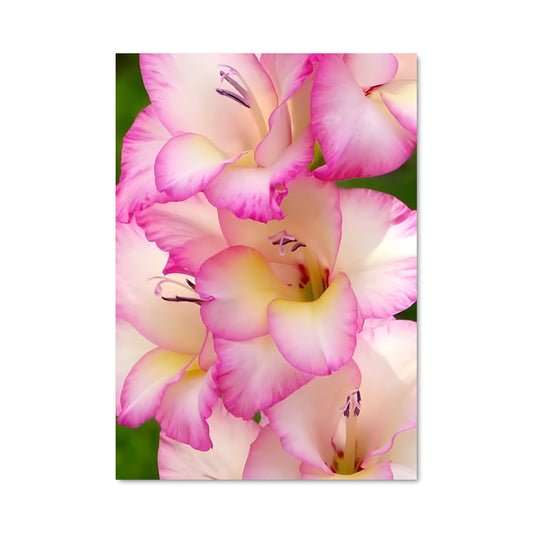 Poster Gladiolus 96565