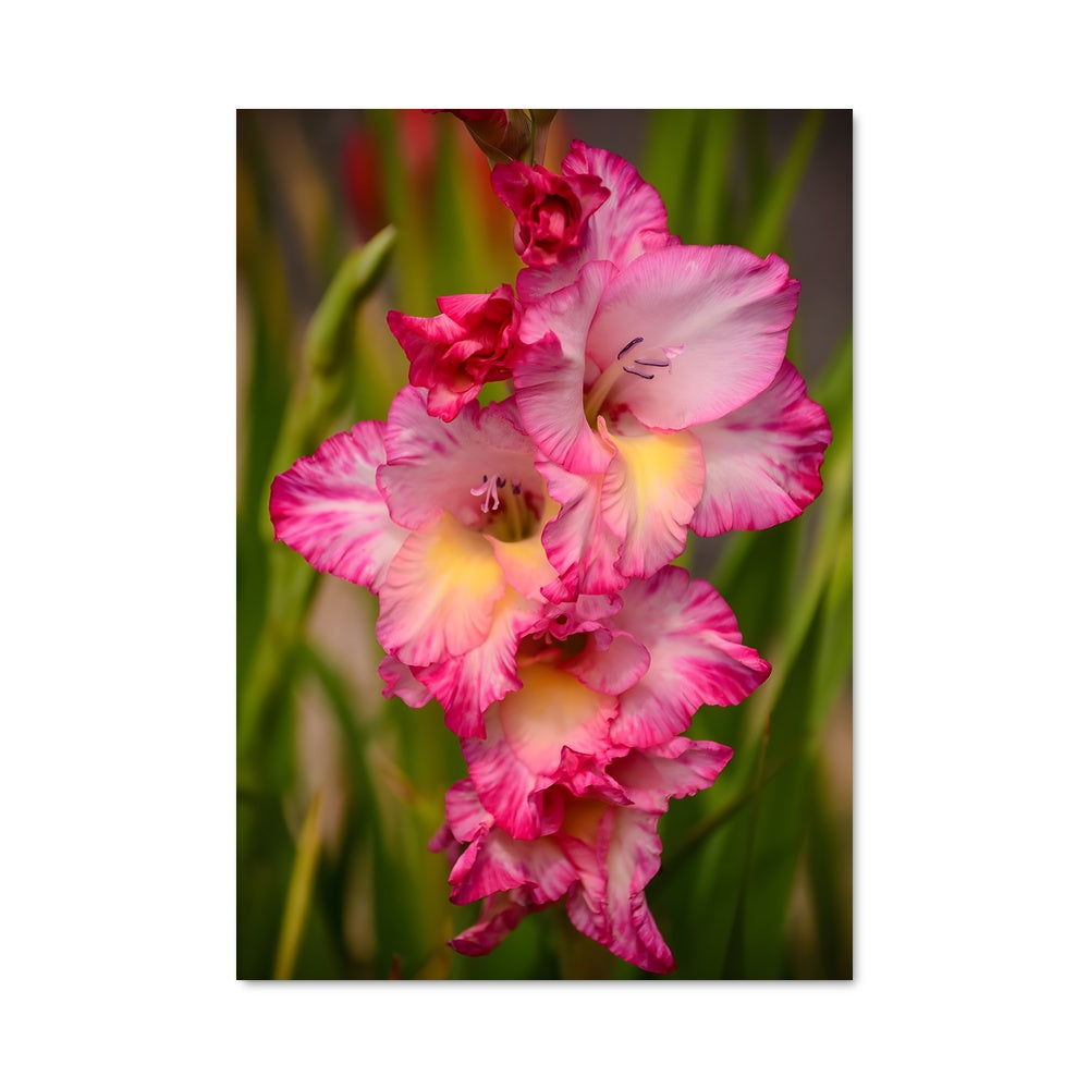 Poster Jardin de Gladiolus