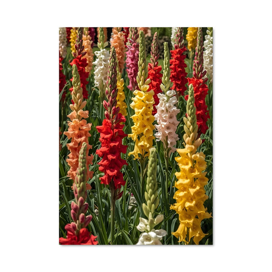 Poster Éclat de Gladiolus