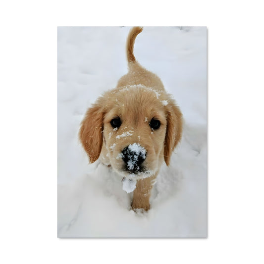 Poster Neige et Joie