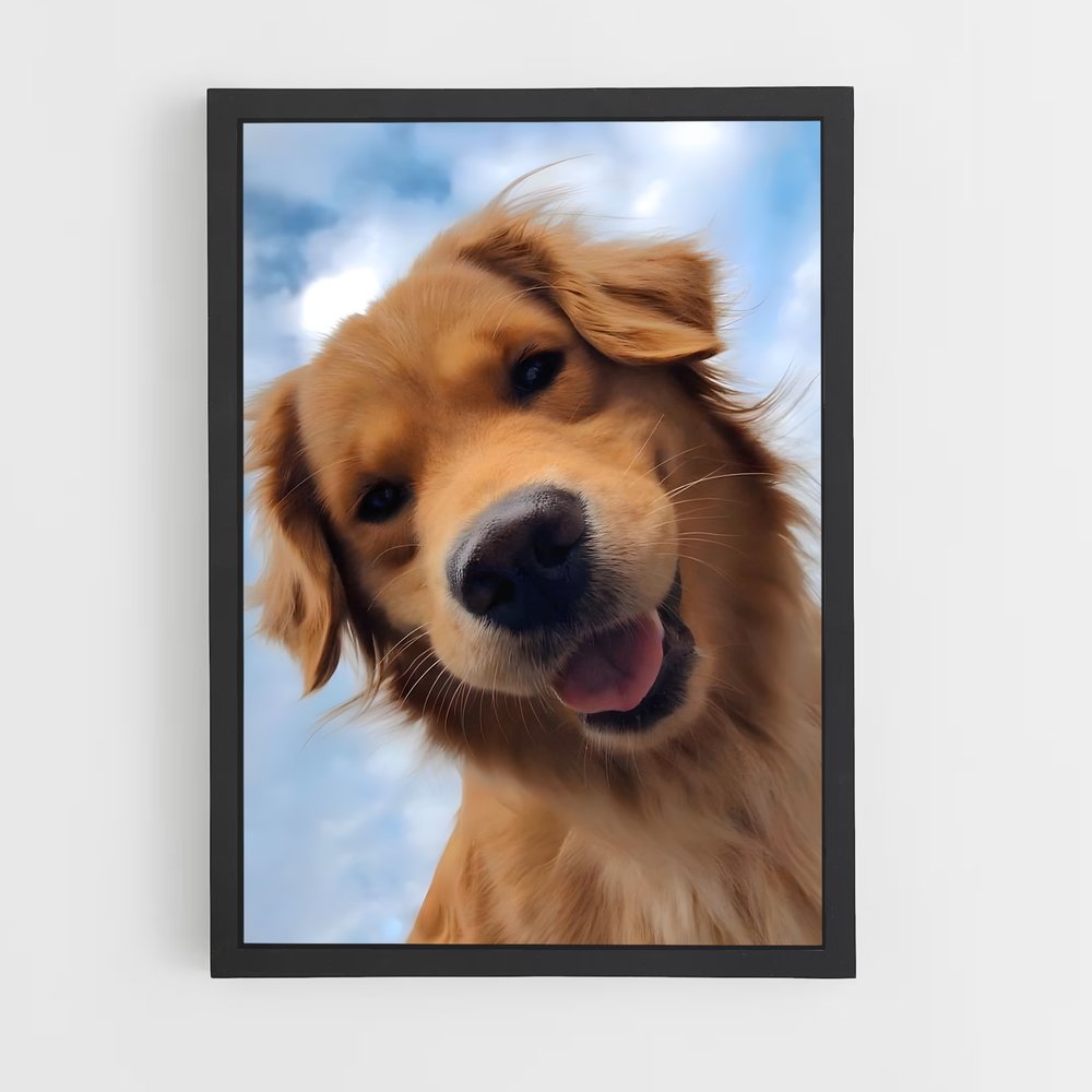 ap-golden retriever-2 cadre Noir