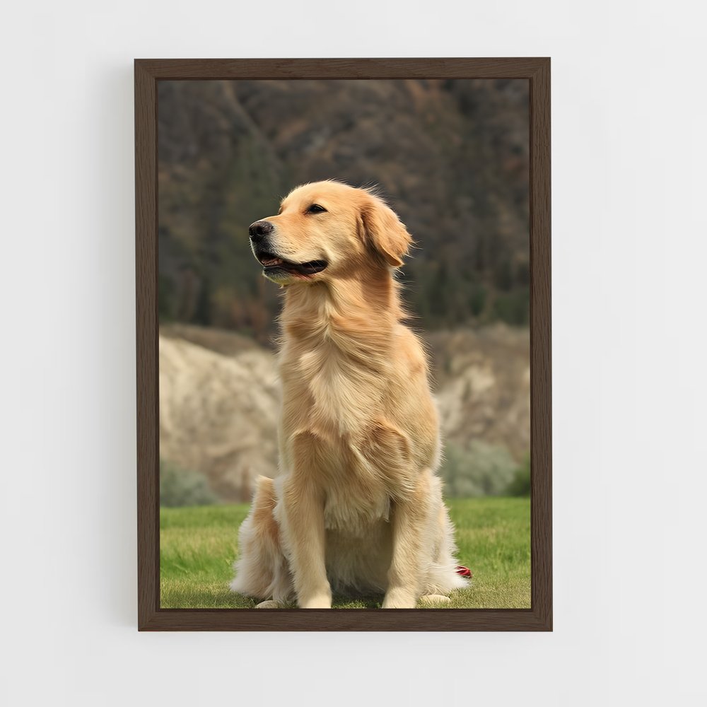 ap-golden retriever-4 cadre Bois foncé