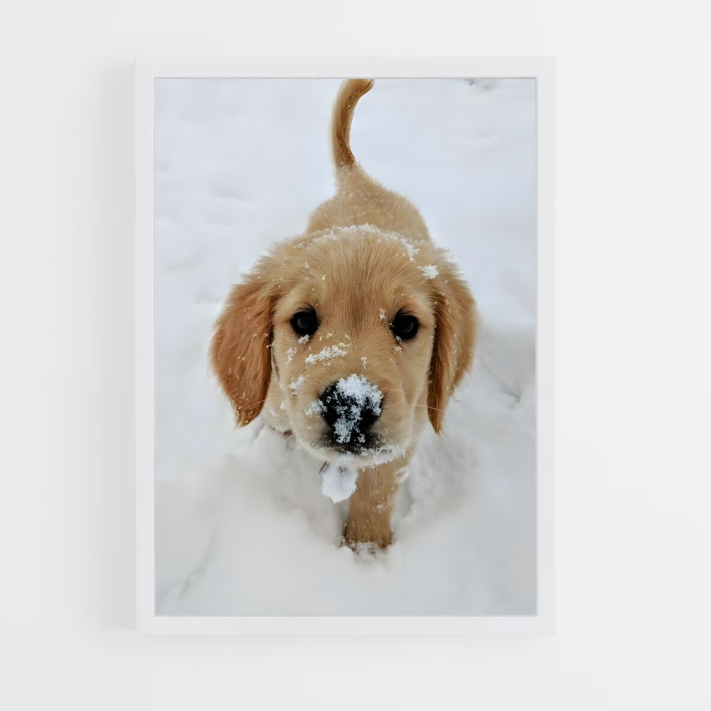 ap-golden retriever-5 cadre Blanc