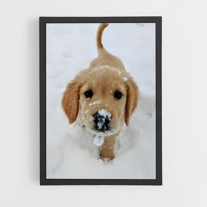 ap-golden retriever-5 cadre Noir