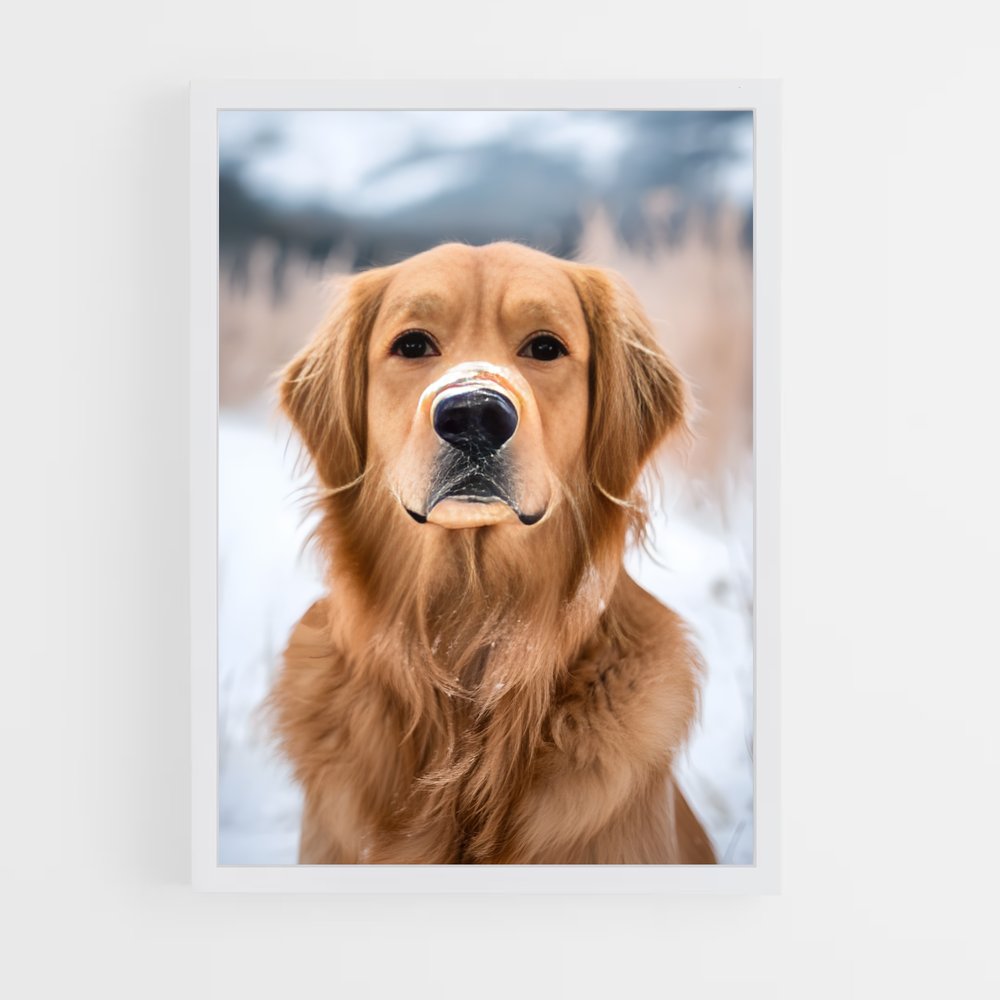 ap-golden retriever-6 cadre Blanc