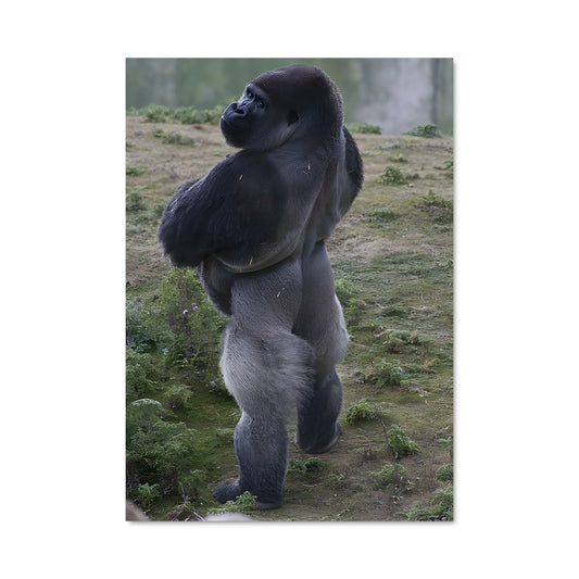 Poster Le Gorille Majestueux