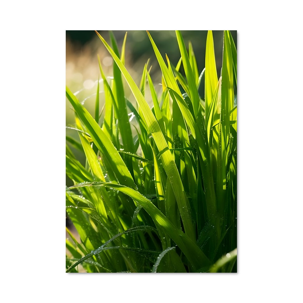 Poster Grass 96792