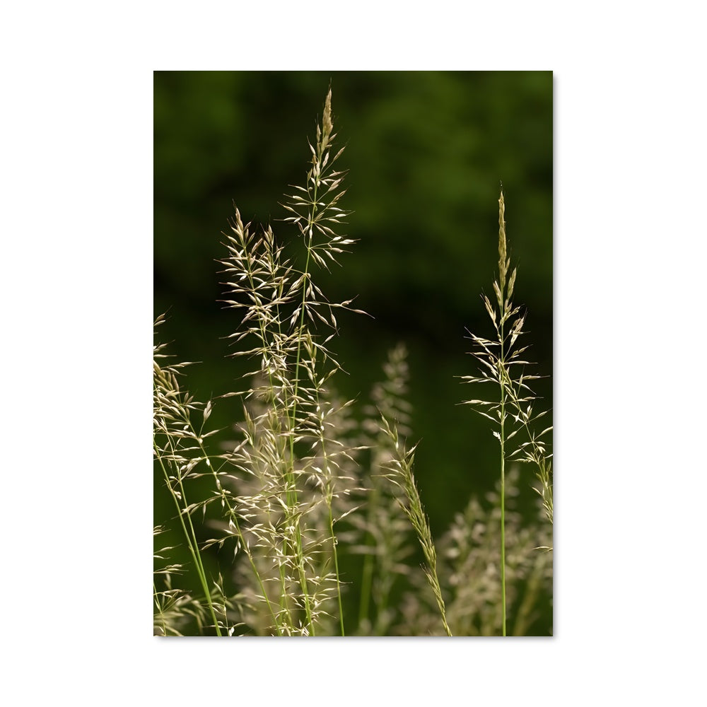 Poster Graminées Élégantes