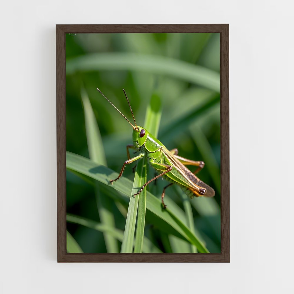 ap-grasshopper-1 cadre Bois foncé