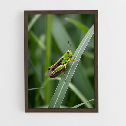 ap-grasshopper-9 cadre Bois foncé