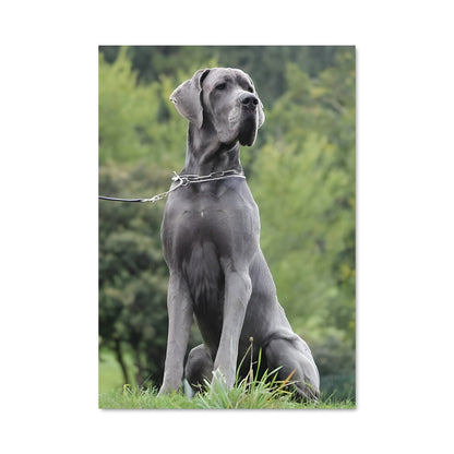 Poster Grand Danois au Parc