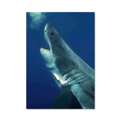 Poster Great white shark encounters 67975