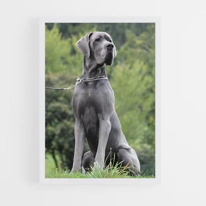 ap-great dane-1 cadre Blanc