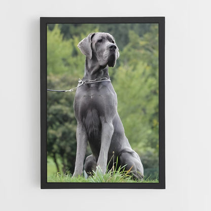 ap-great dane-1 cadre Noir