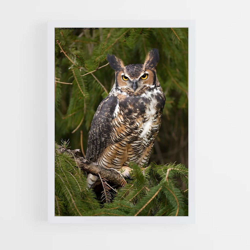 ap-great horned owl-3 cadre Blanc