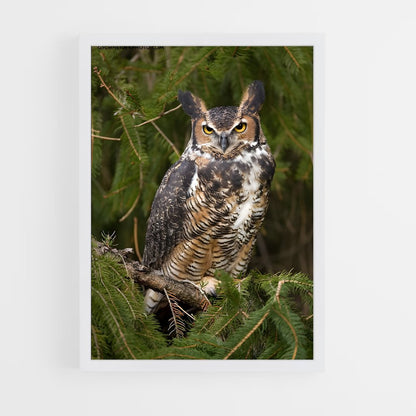 ap-great horned owl-3 cadre Blanc