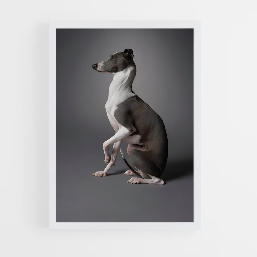ap-greyhound-10 cadre Blanc