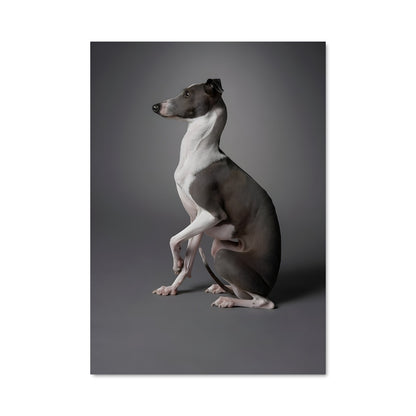 Poster Pause Canine
