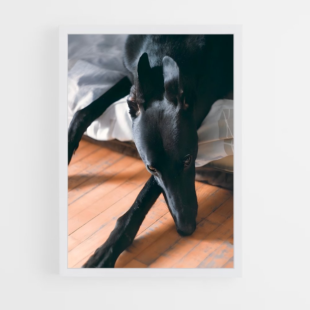 ap-greyhound-11 cadre Blanc