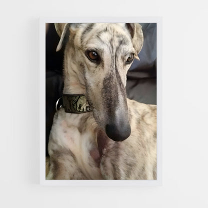 ap-greyhound-7 cadre Blanc