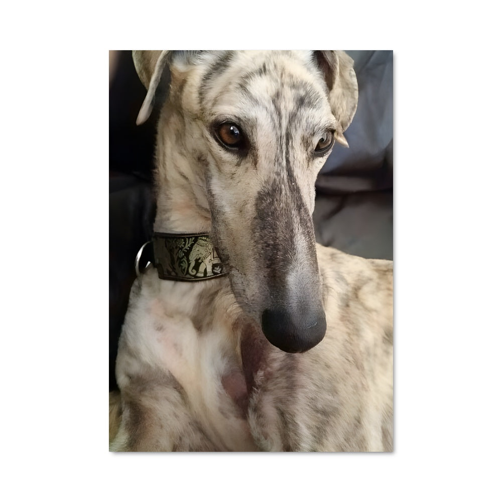 Poster Confort Canin