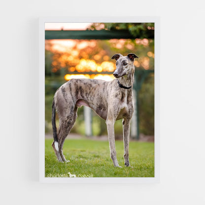 ap-greyhound-8 cadre Blanc