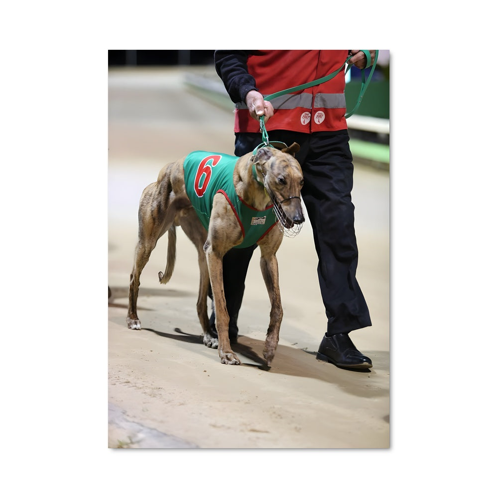 Poster Greyhound racing 67228