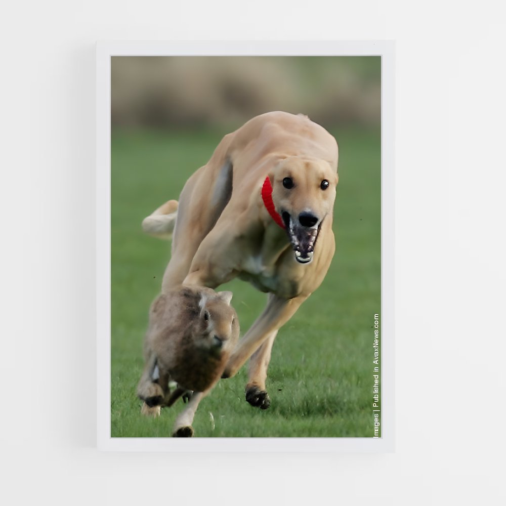 ap-greyhound racing-1 cadre Blanc