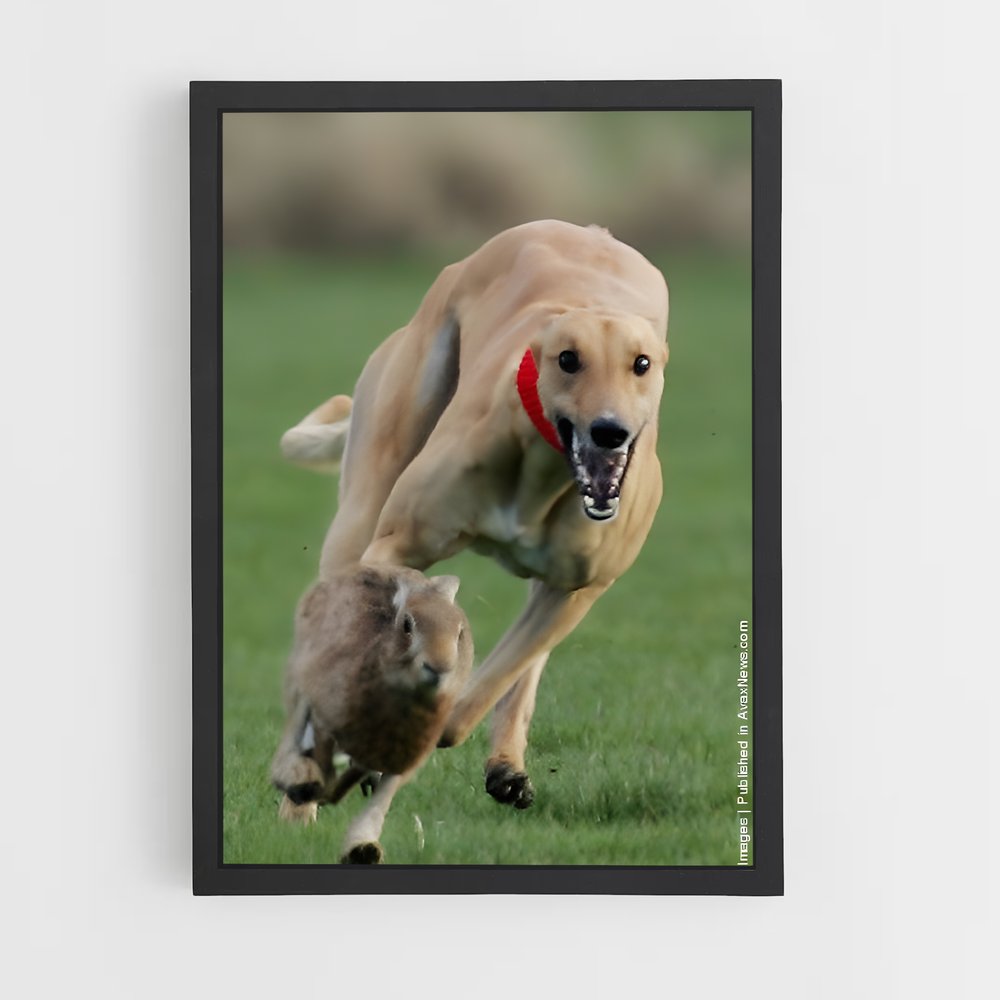 ap-greyhound racing-1 cadre Noir