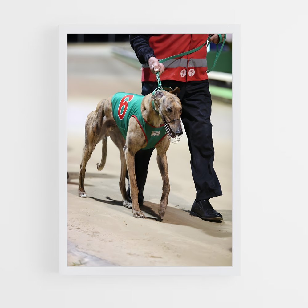 ap-greyhound racing-3 cadre Blanc