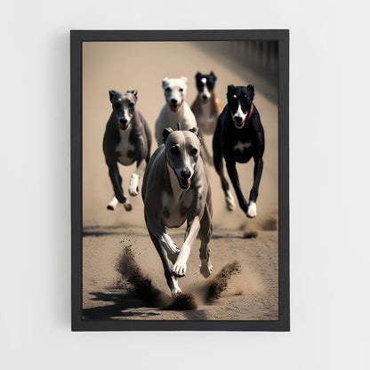 ap-greyhound racing-5 cadre Noir