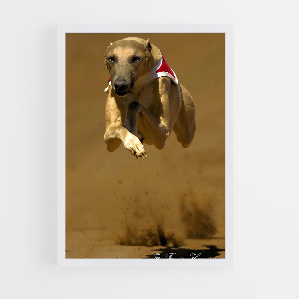 ap-greyhound racing-6 cadre Blanc