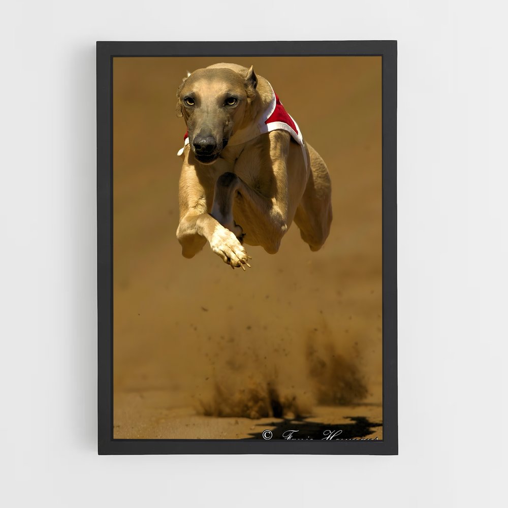 ap-greyhound racing-6 cadre Noir