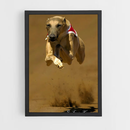 ap-greyhound racing-6 cadre Noir