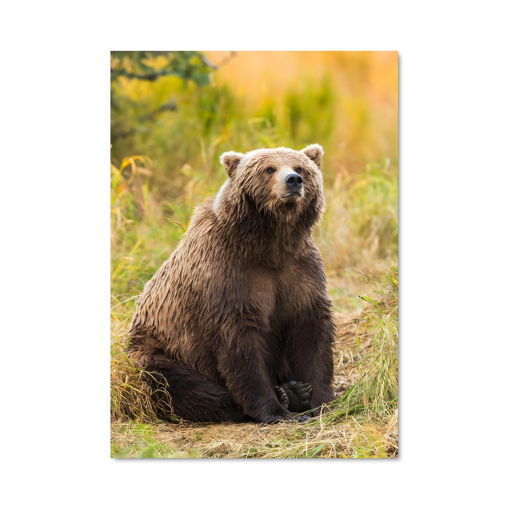 Poster Grizzly bear 83661