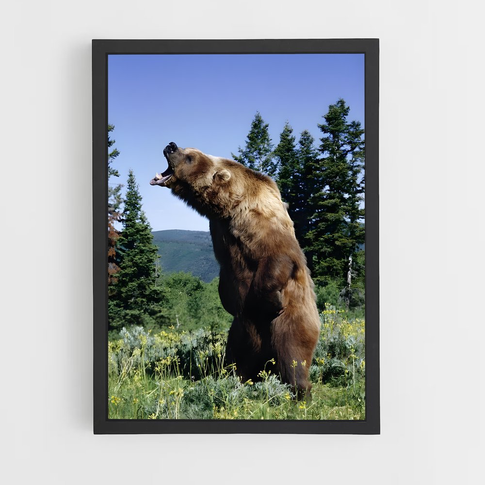 ap-grizzly bear-1 cadre Noir