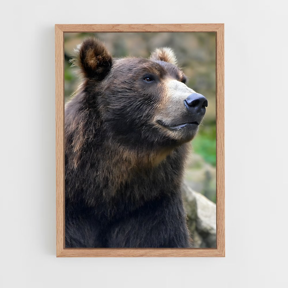 ap-grizzly bear-10 cadre Bois clair