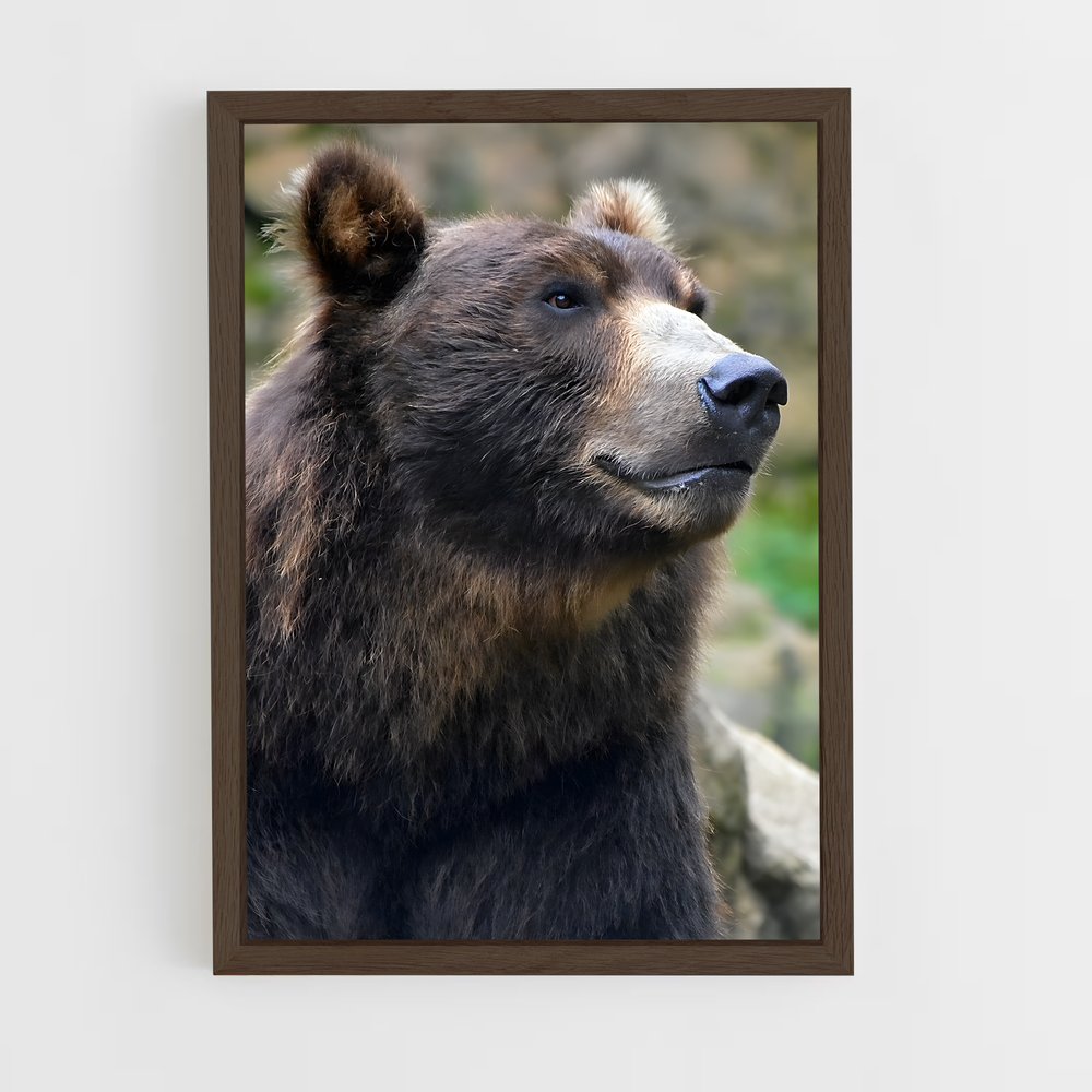 ap-grizzly bear-10 cadre Bois foncé