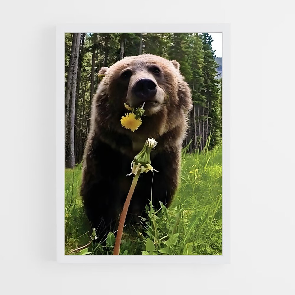 ap-grizzly bear-3 cadre Blanc