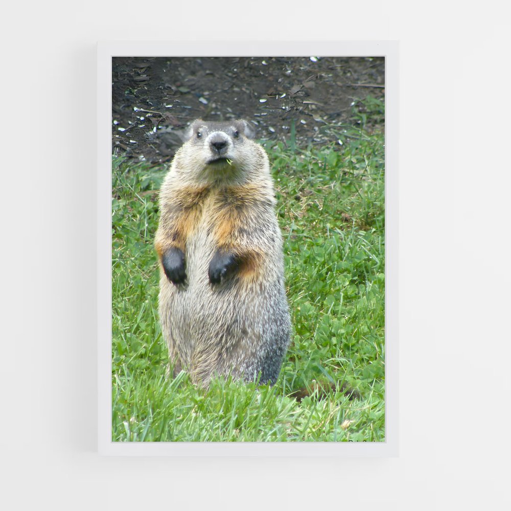 ap-groundhog-1 cadre Blanc