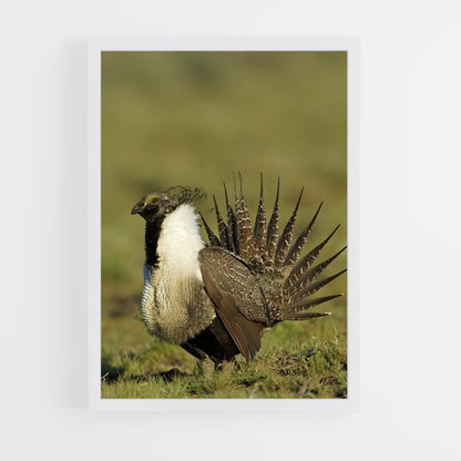 ap-grouse-4 cadre Blanc