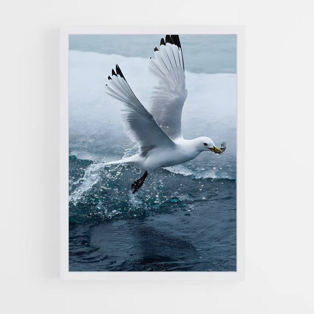 ap-gull-2 cadre Blanc