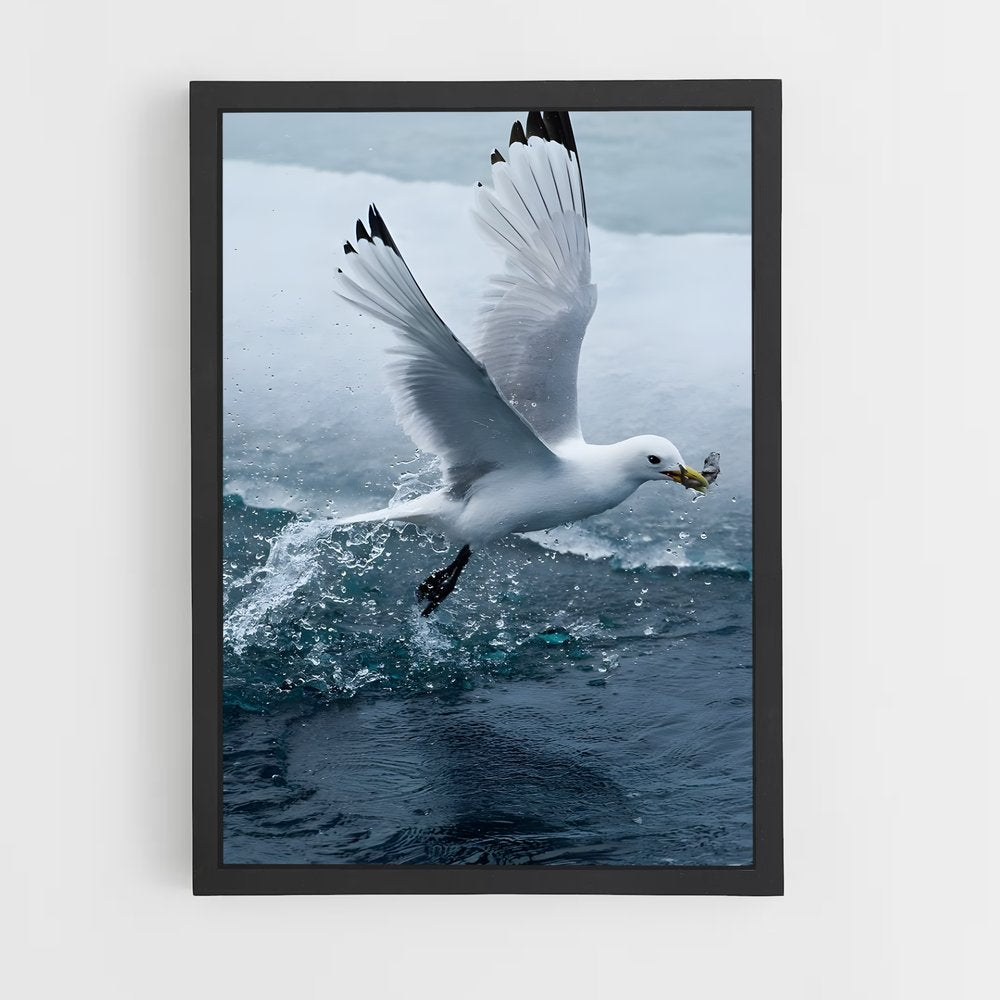 ap-gull-2 cadre Noir