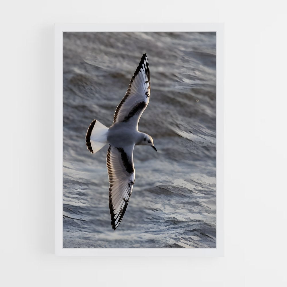 ap-gull-6 cadre Blanc