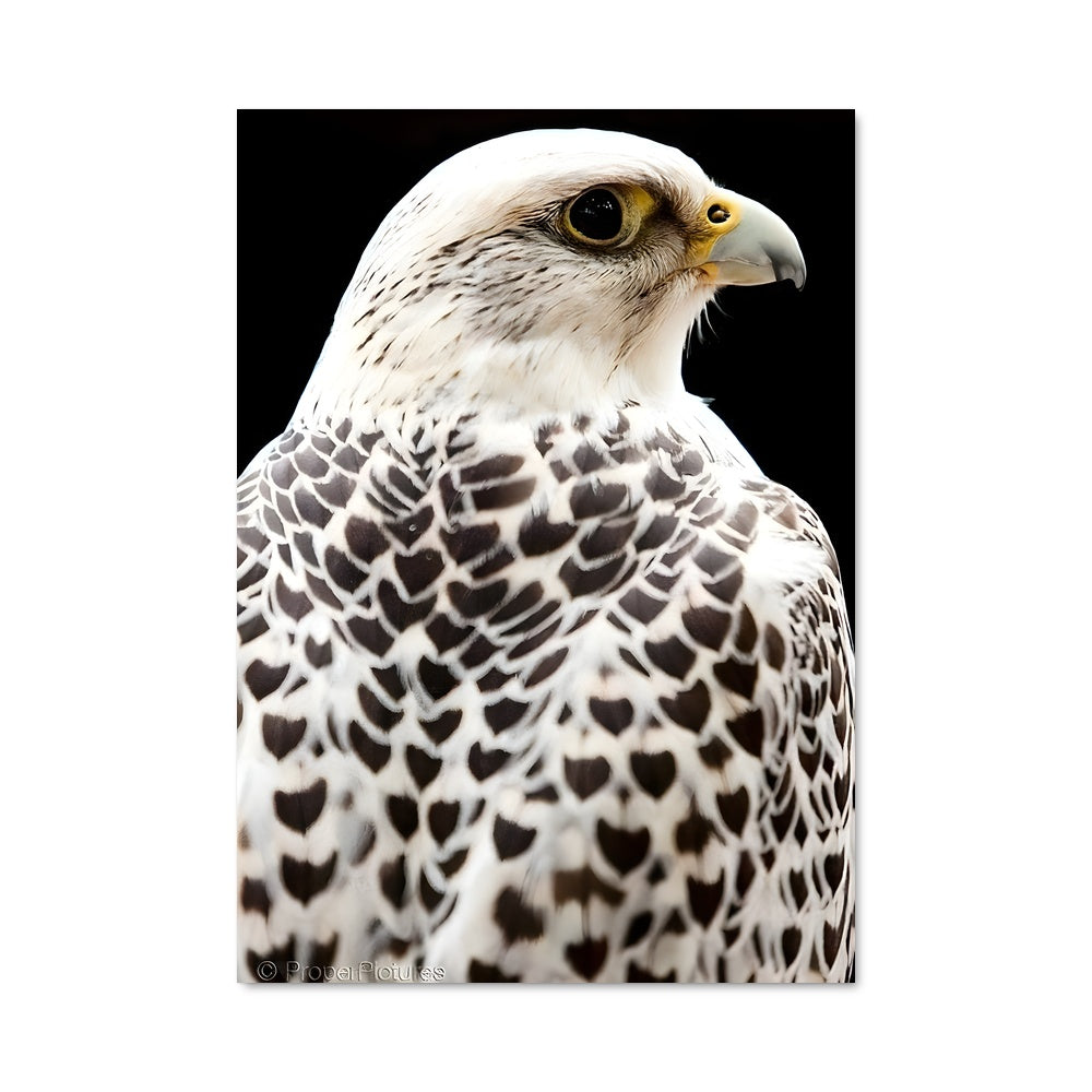 Poster Faucon Noir