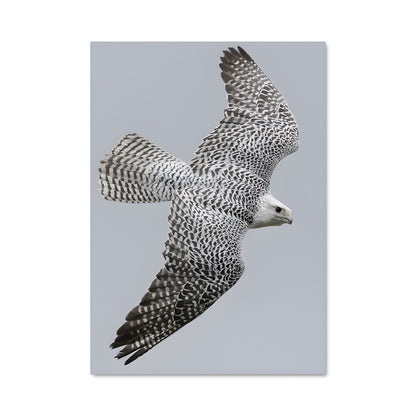Poster Vol du Gyrfalcon