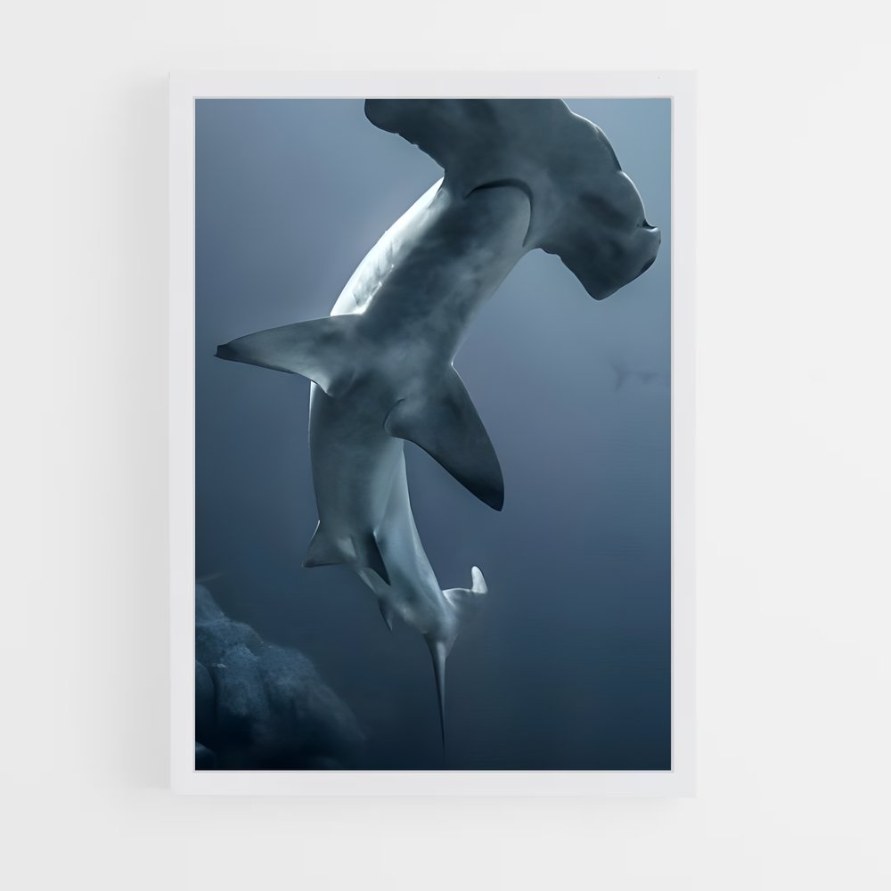 ap-hammerhead shark-2 cadre Blanc